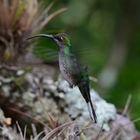 Mount Totumas Cloud Forest / Panama