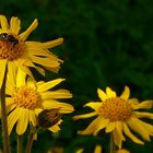 Mountain Arnica