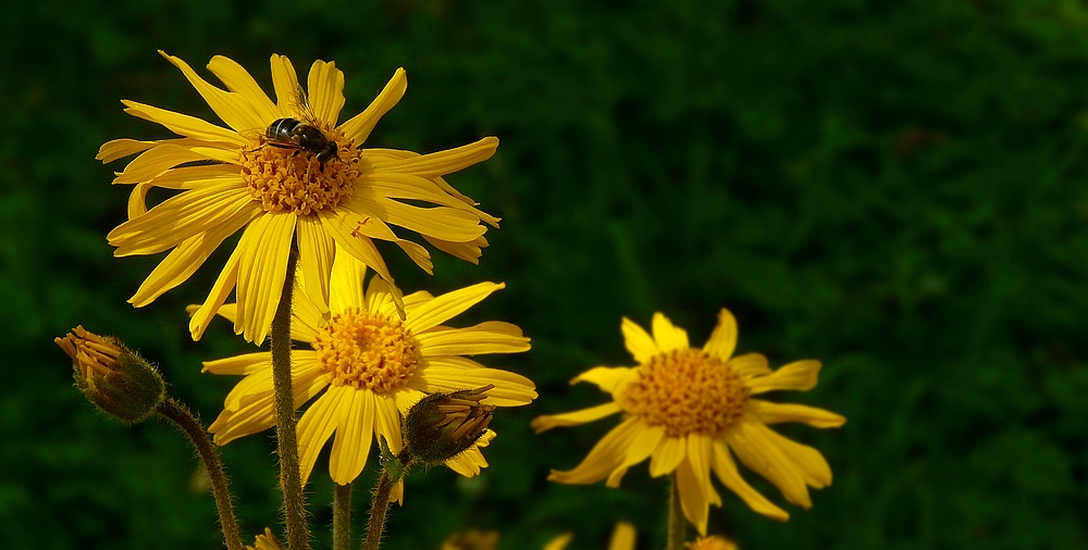 Mountain Arnica