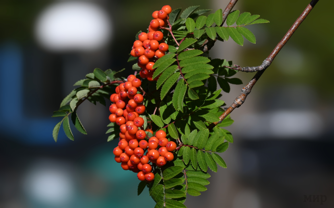 mountain ash berries 