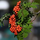 mountain ash berries 