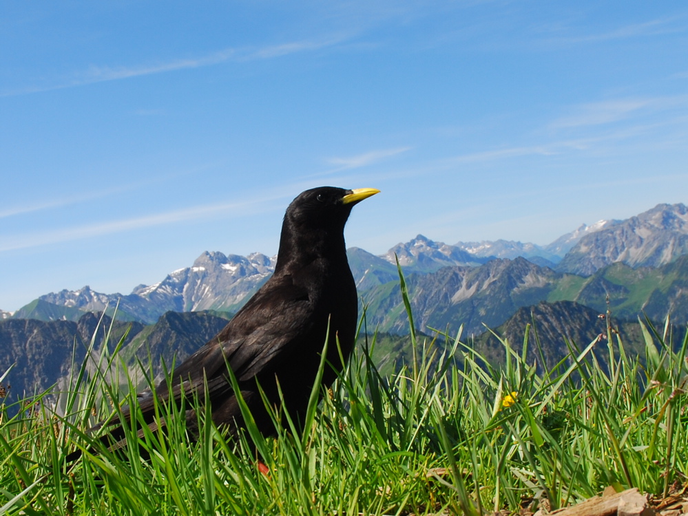 mountain bird