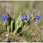 Mountain Blue Bells