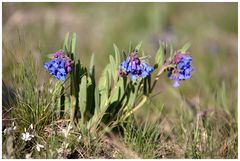 Mountain Blue Bells