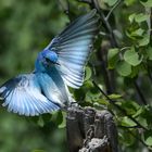 Mountain Blue Bird