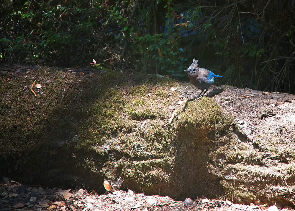 Mountain Blue Jay