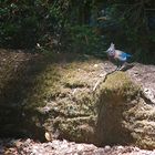 Mountain Blue Jay