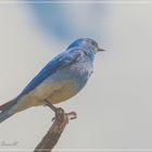 Mountain Bluebird