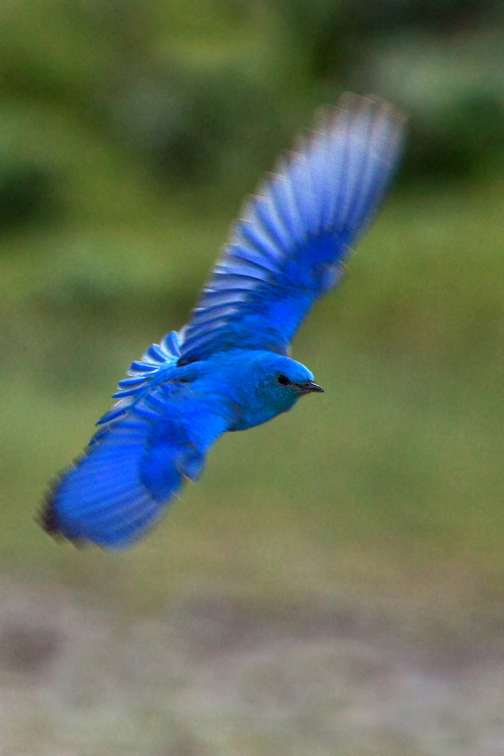 Mountain Bluebird