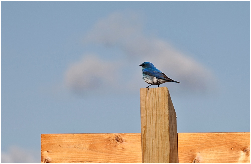 (Mountain) Bluebird