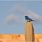 (Mountain) Bluebird