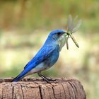 Mountain Bluebird