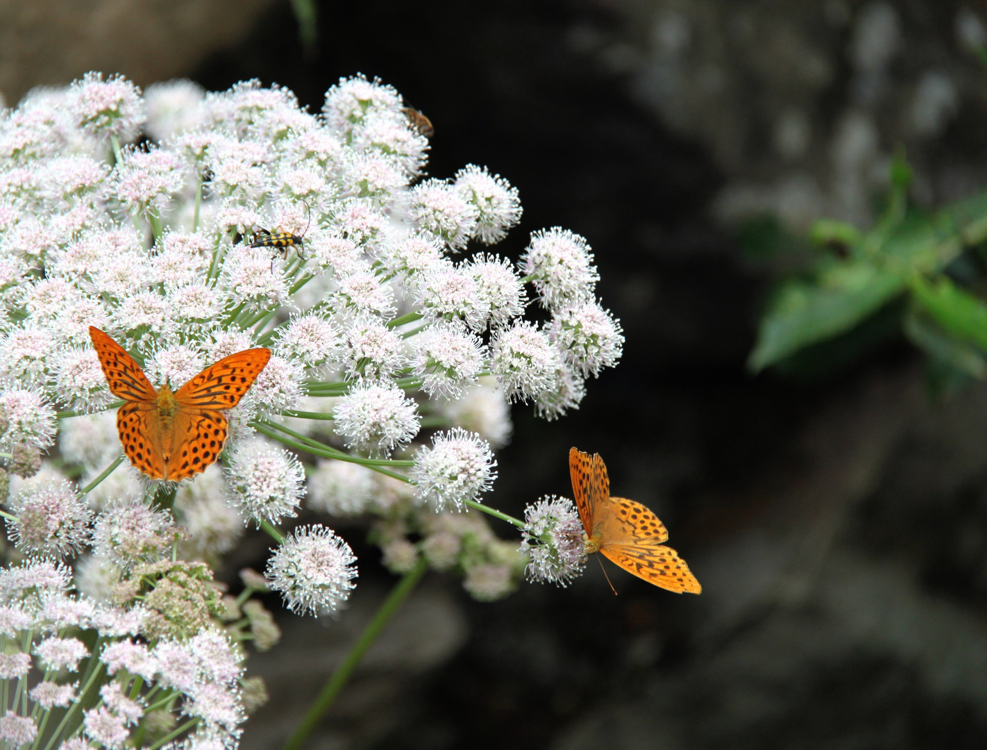 Mountain butterflies