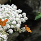 Mountain butterflies