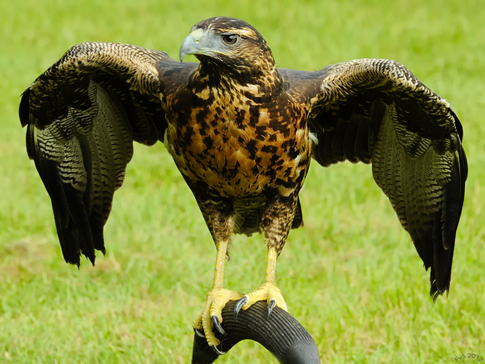 Mountain Buzzard