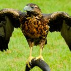 Mountain Buzzard