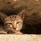 Mountain Cat