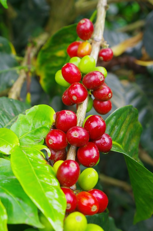 Mountain coffee of Colombia