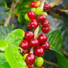 Mountain coffee of Colombia