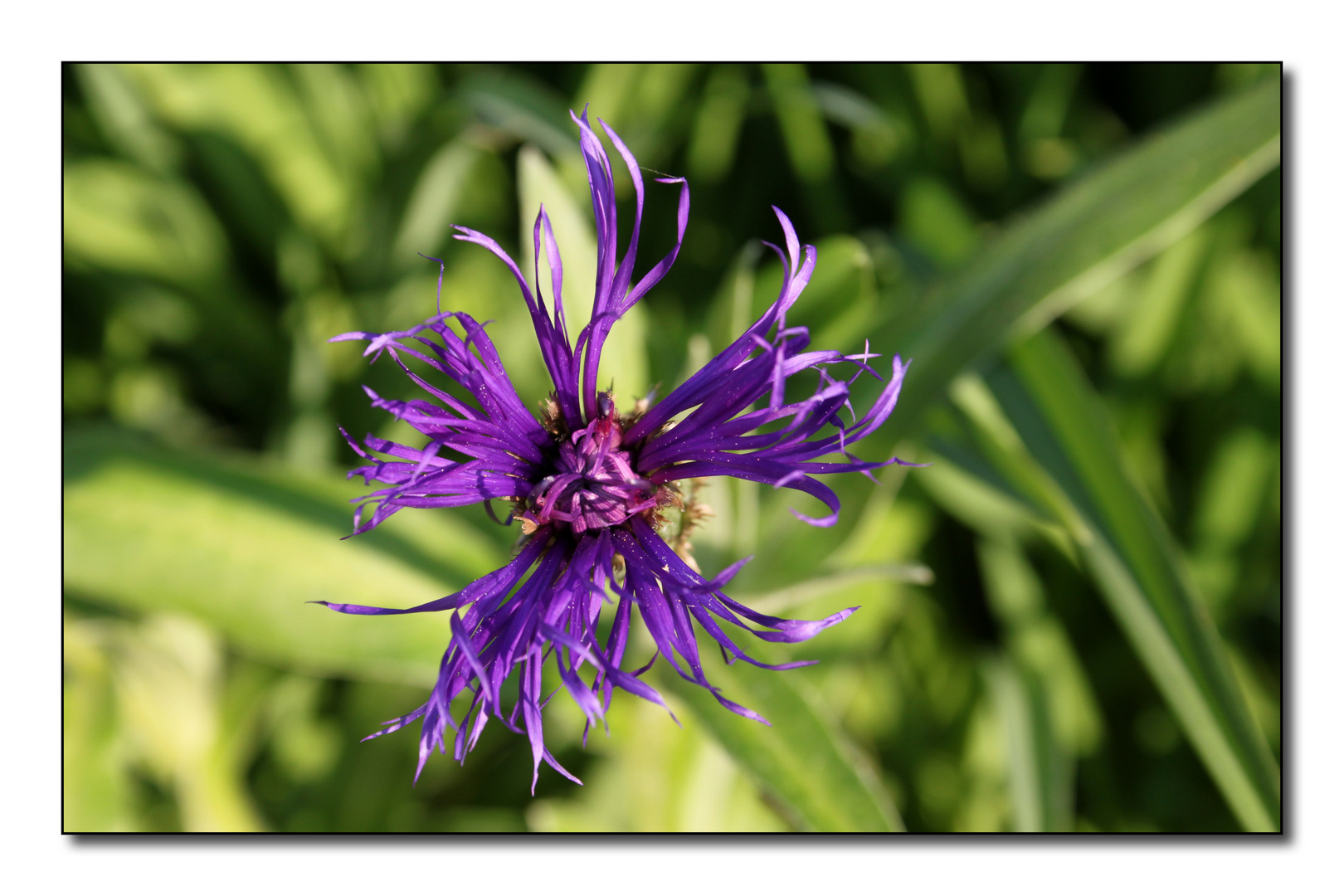 Mountain cornflower