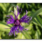 Mountain cornflower