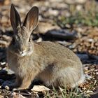 Mountain Cottontail