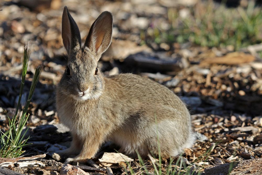 Mountain Cottontail