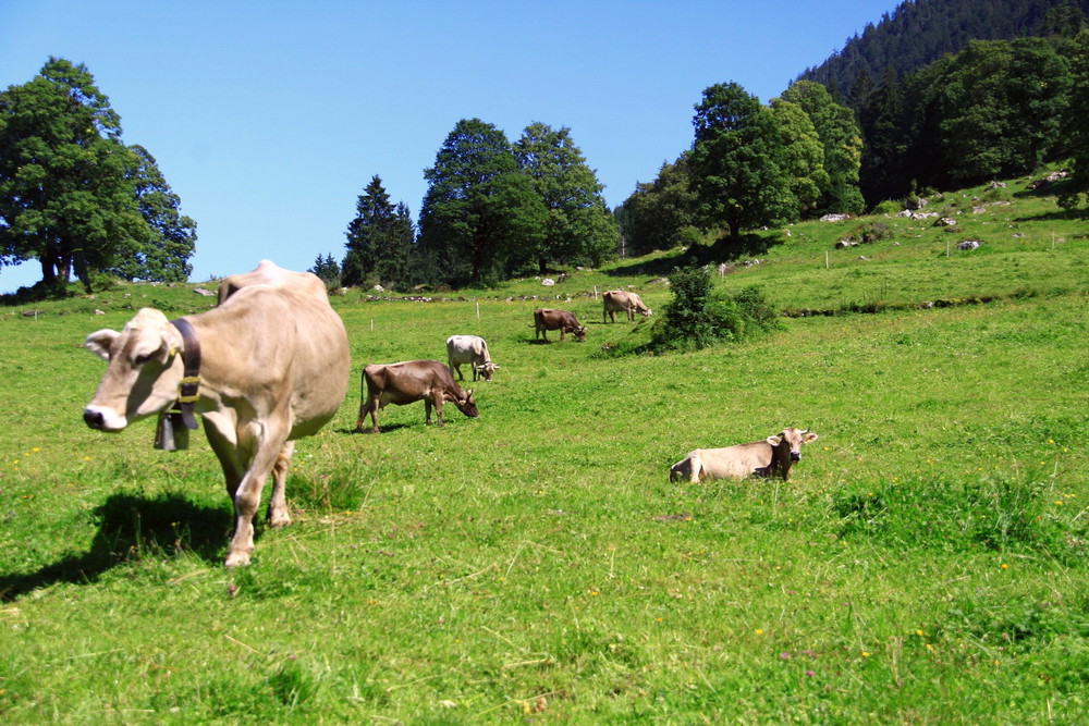 Mountain cows