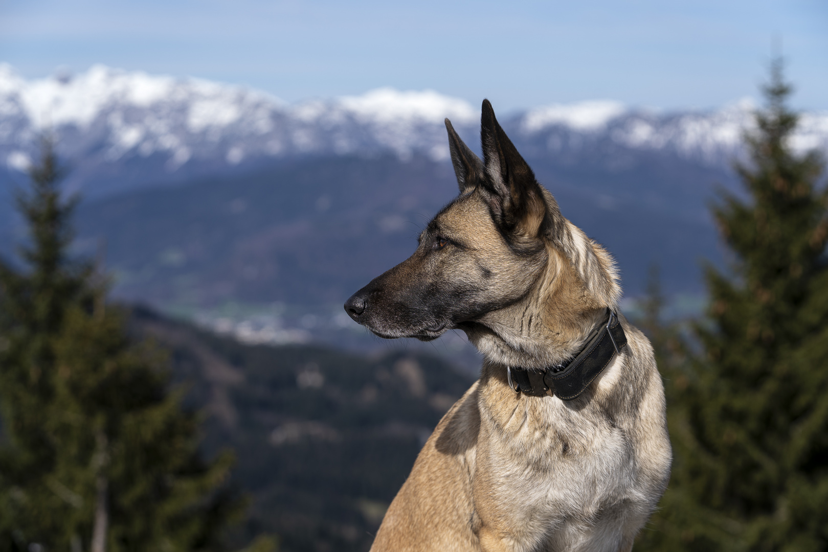 Mountain Dog