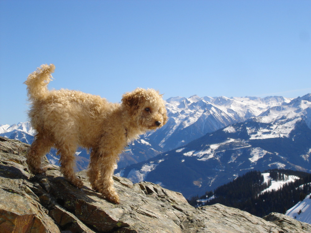 Mountain dog