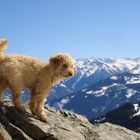 Mountain dog