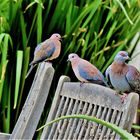 Mountain dove oder Bergtaube....