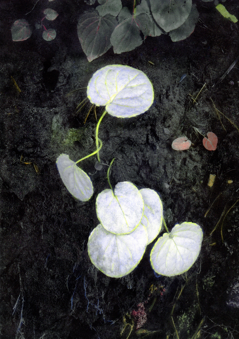 Mountain Flora