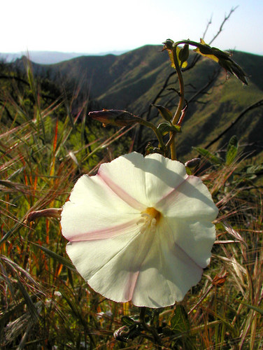 Mountain Flower