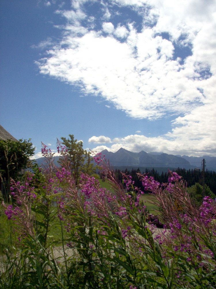 mountain flowers