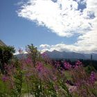 mountain flowers