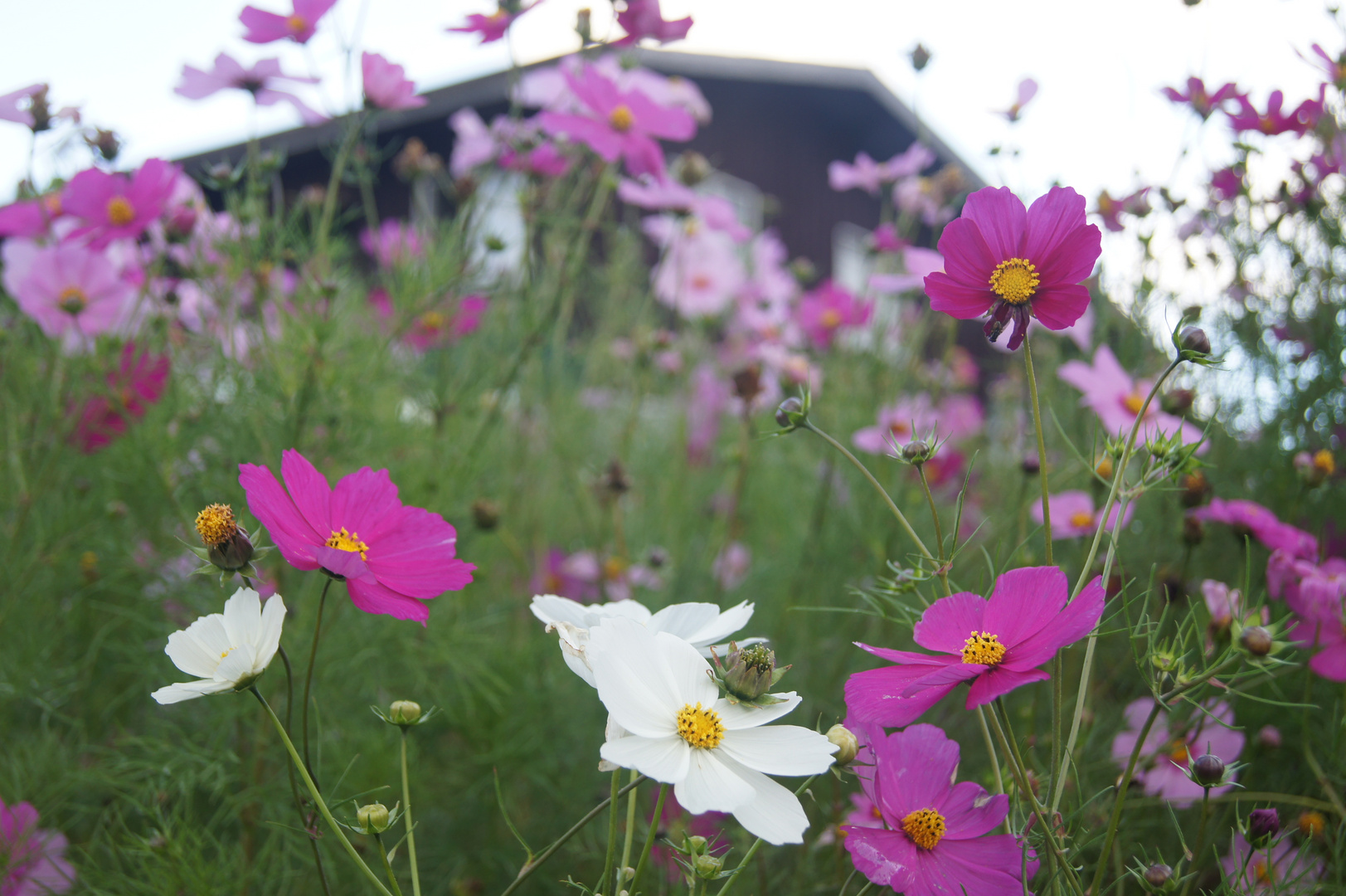 Mountain Flowers