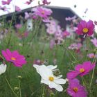 Mountain Flowers