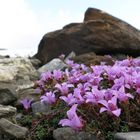 Mountain Flowers