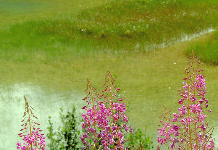 Mountain flowers