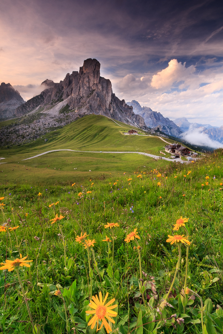 Mountain flowers