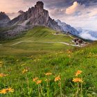 Mountain flowers