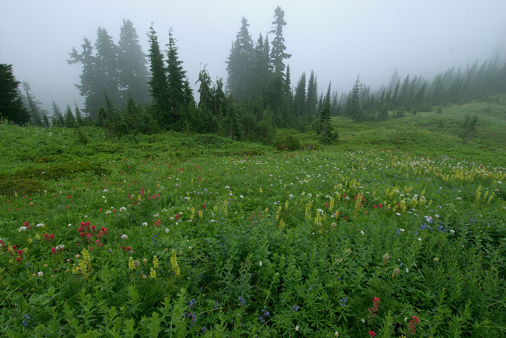 Mountain flowers in the fog. Mount Rainer National Park, Washington, USA