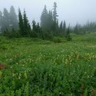 Mountain flowers in the fog. Mount Rainer National Park, Washington, USA