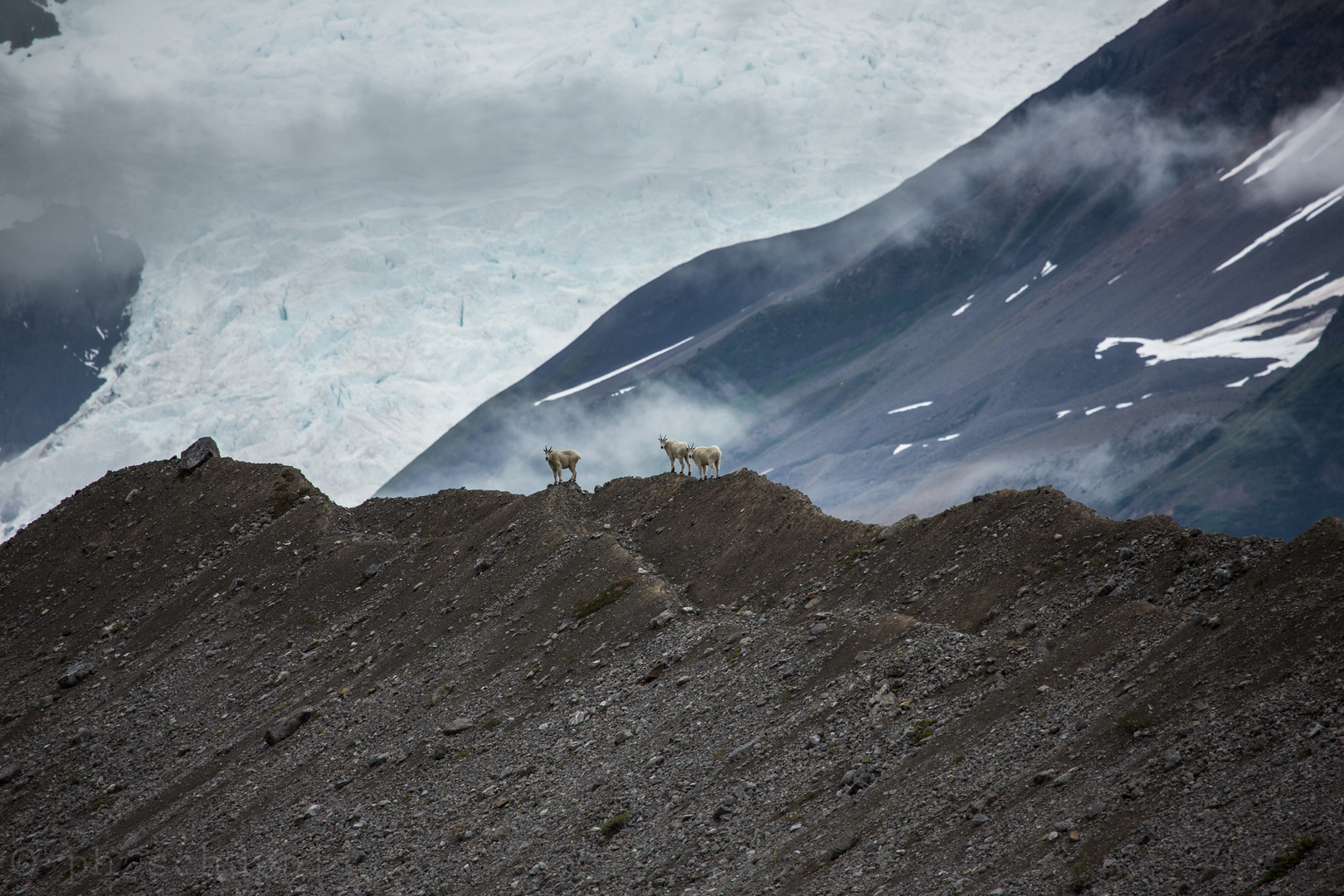 Mountain Goat