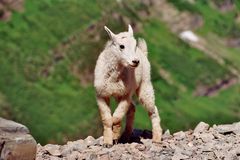 Mountain Goat