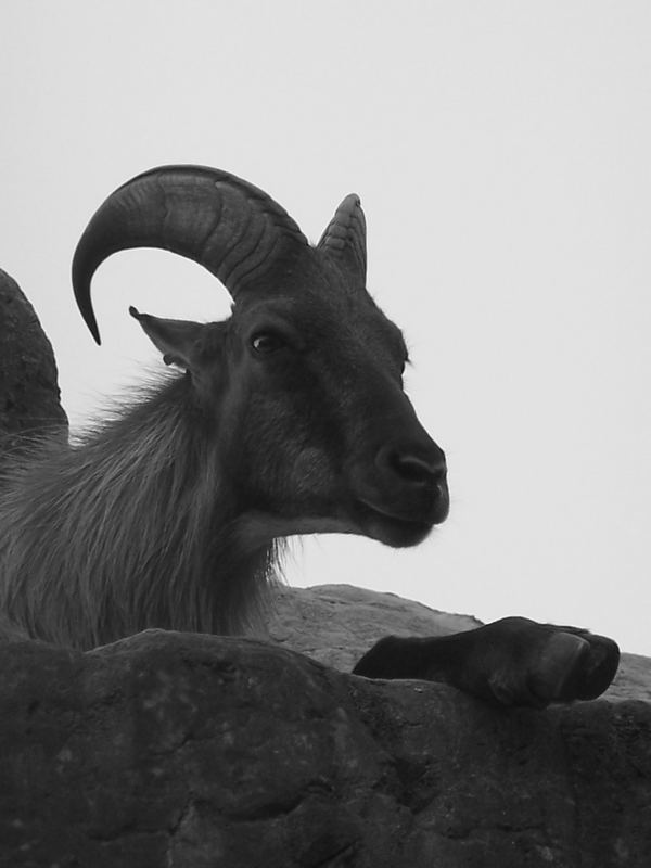 Mountain Goat