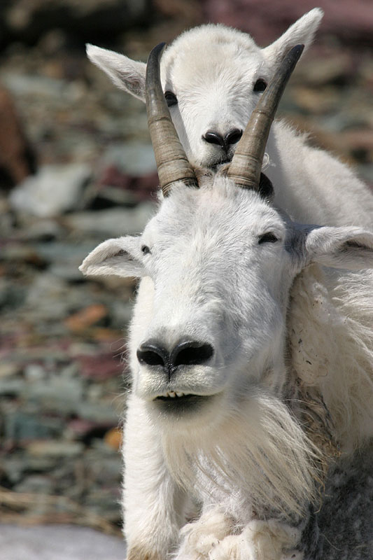 Mountain Goat I, Glacier N.P.