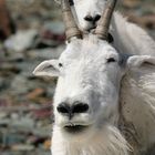 Mountain Goat I, Glacier N.P.