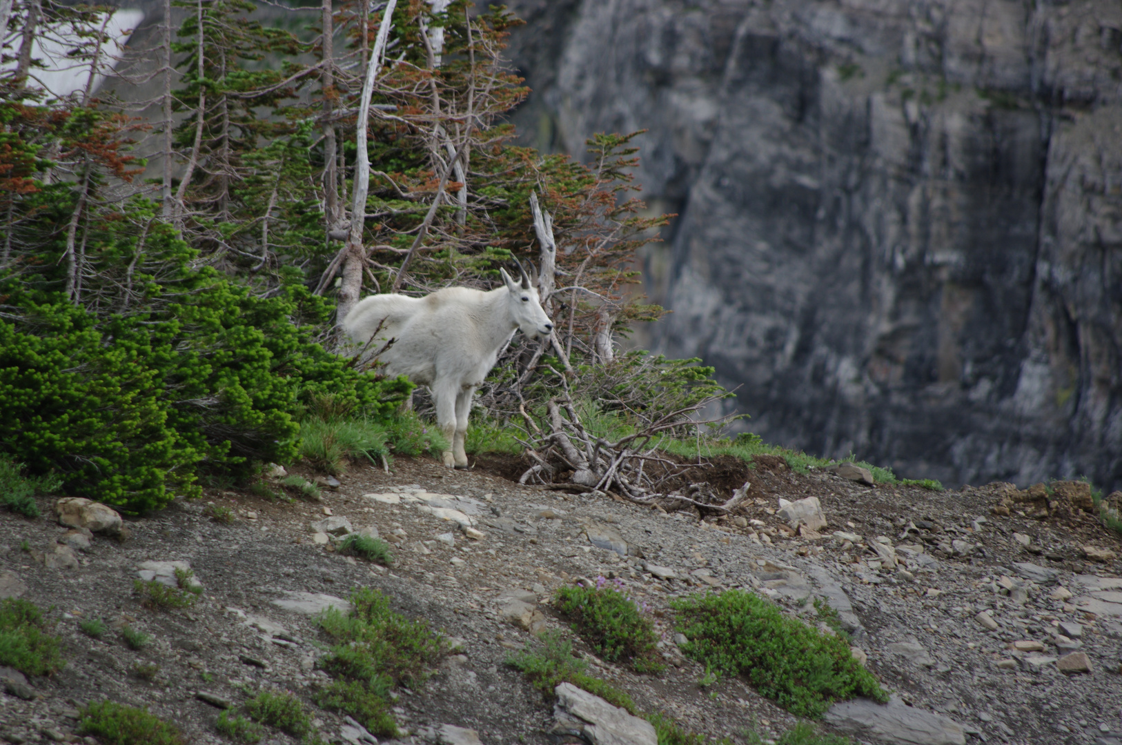 Mountain Goat in the Rockies